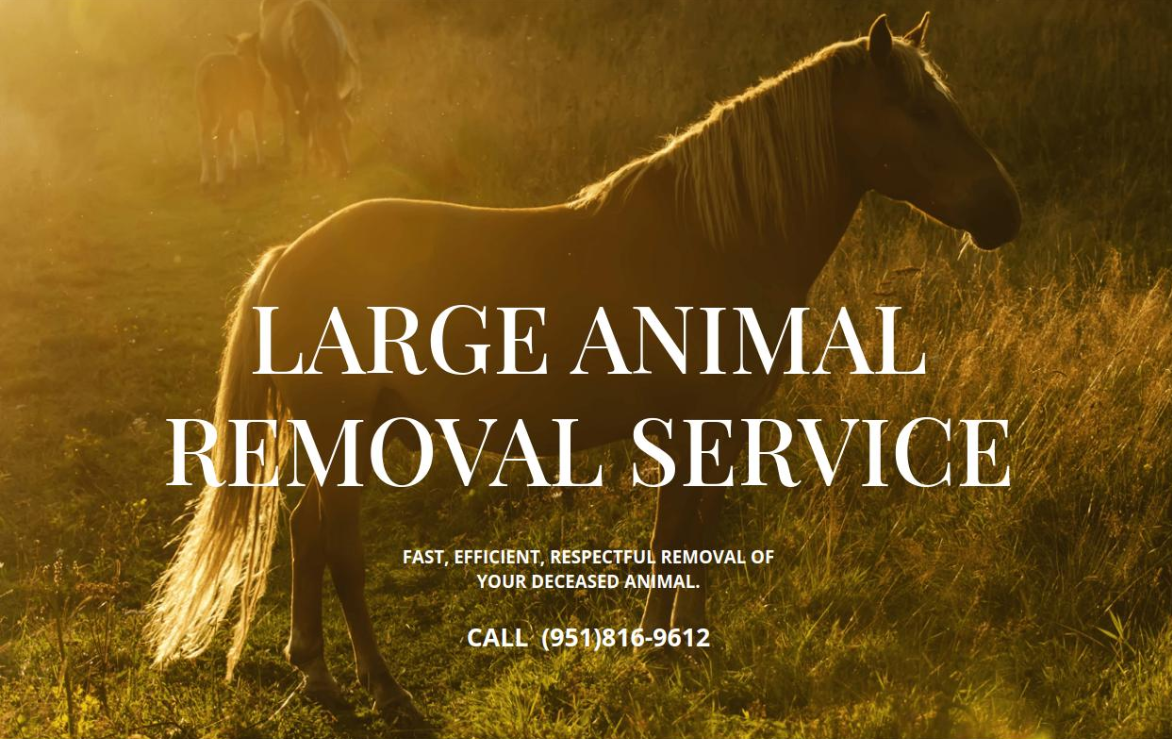 Large Animal Removal Murrieta CA
